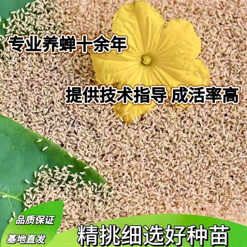 金蝉幼苗知了猴种子爬叉小苗蝉卵枝金蝉种苗卵虫山东养殖金蝉批发