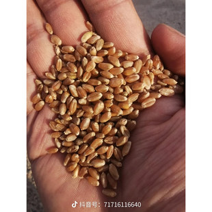 甘肃现磨小麦粒农家自种冬小麦磨面