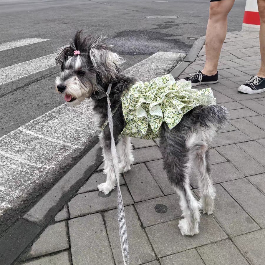 宠物小狗夏季薄吊带裙碎花蓬蓬裙