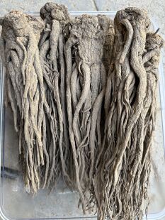 甘肃岷县当归250g整枝当归人工种植无硫熏无染色煲汤炖肉