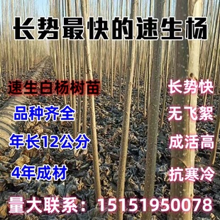 107速生无絮杨树苗3412白杨树苗河提植树造林占地树苗3804白杨苗