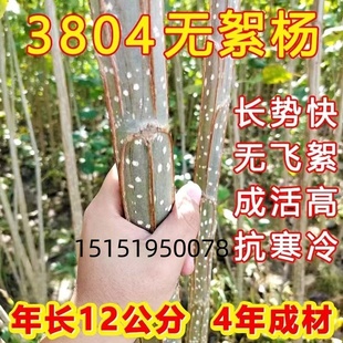 速生无絮杨扦插苗107白杨树苗3804白杨杨树条杨树苗绿化植物造林