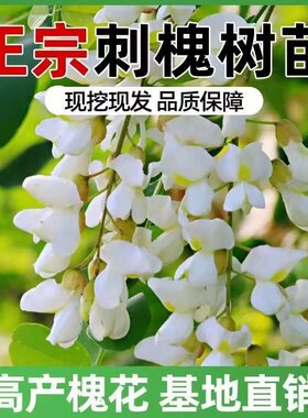 洋槐花树苗洋槐树刺槐树苗可食用