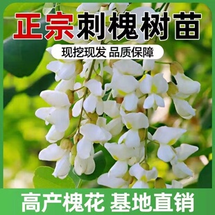 洋槐花树苗洋槐树刺槐树苗槐树苗食用槐花树苗白色洋槐花树庭院载