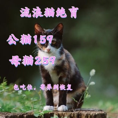 南京流浪猫绝育优惠 TNR