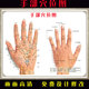 手上穴位图海报装 人体穴位图手 饰画按摩反射区健康疗法挂图手部