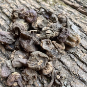 高海拔大山生长龙鳞石斛