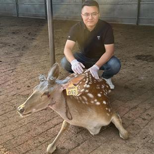 成年梅花鹿种鹿公鹿仔母鹿仔人工喂养鹿仔
