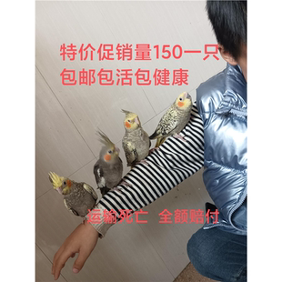 玄凤鹦鹉雏鸟手养玄凤鹦鹉宠物鸟观赏鸟包活包健康
