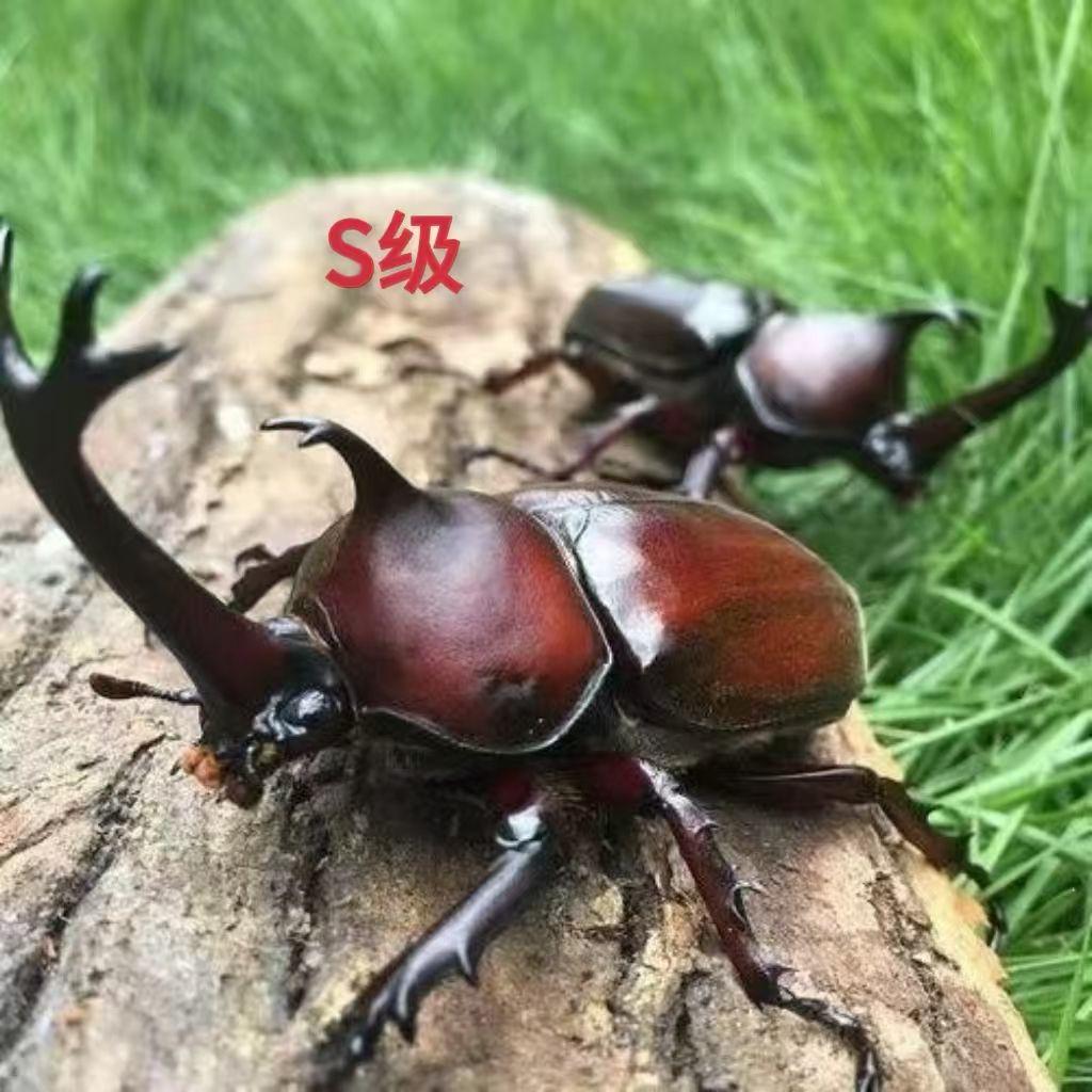 独角仙幼虫L3成虫锹甲大兜虫甲虫另类宠物新手套餐易养学生宠物