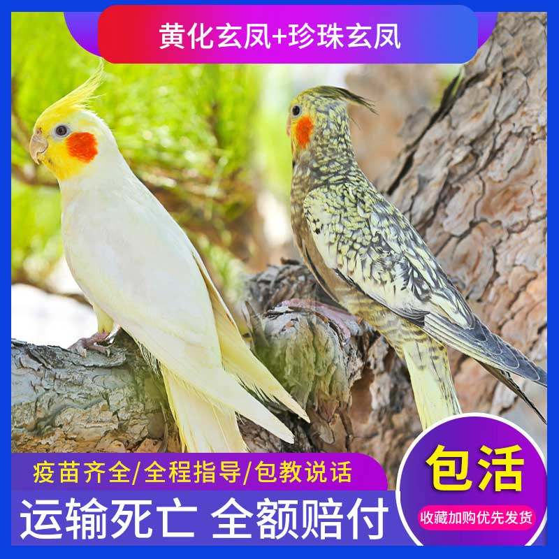 玄凤鹦鹉鸟活物鸟笼活鸟粮中小型手养会说话黄化彩色幼鸟活体宠物,宠物/宠物食品及用品,鸟,淘宝优惠券,粉丝福利购,淘宝优惠卷