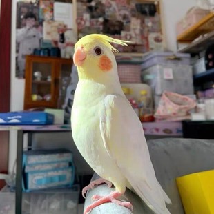 玄凤鹦鹉活鸟幼鸟活物体纯手养可学说话能上手宠物鸟黄化情侣繁殖