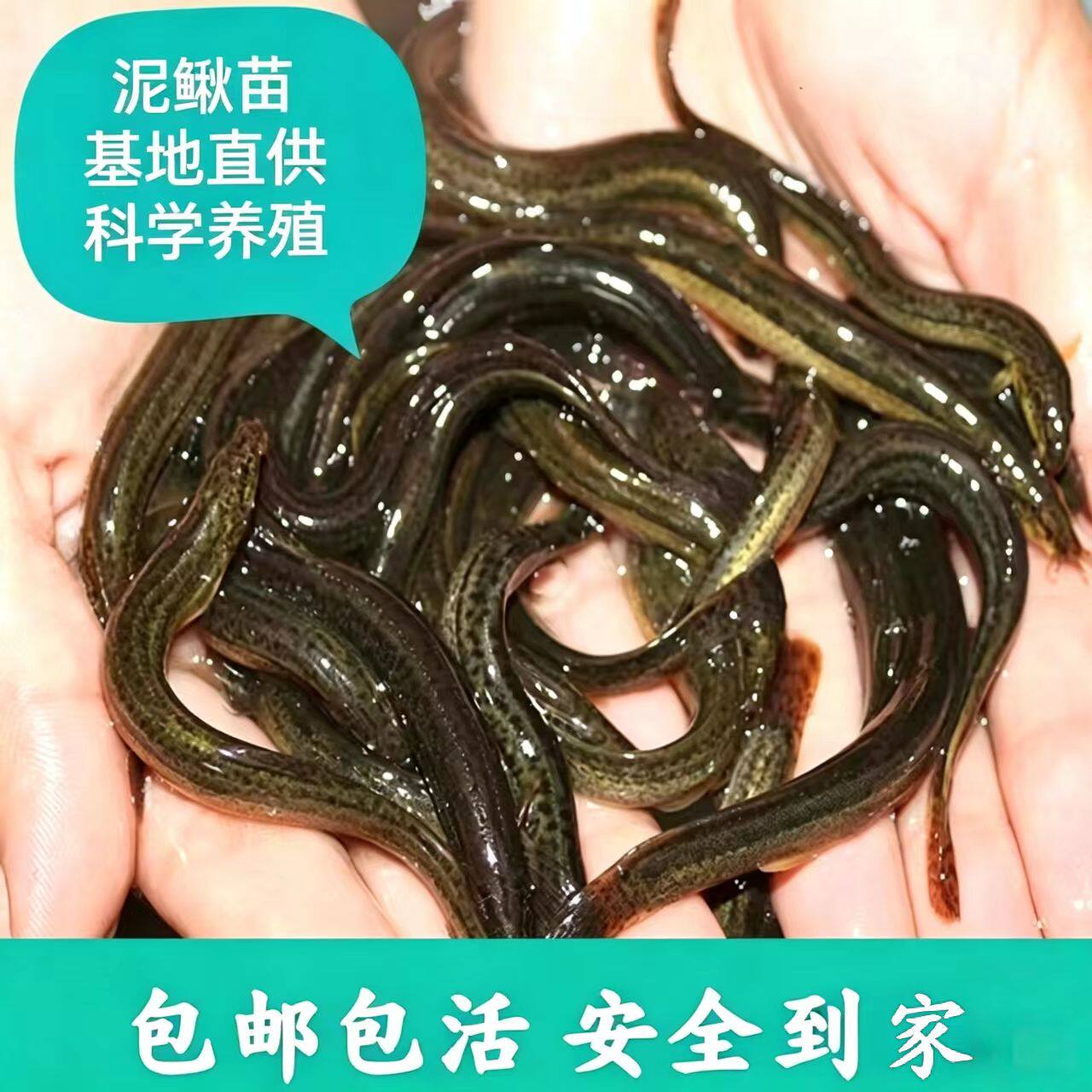 台湾泥鳅苗鲜活小泥鳅苗养殖易成活筏钓打窝乌龟龙鱼活饵顺丰包邮