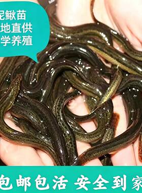 台湾泥鳅苗鲜活易成活顺丰包邮