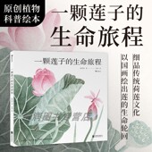 赠莲花大海报 生命轮回国风情怀自然科普绘本 一颗莲子 中科院植物学科普达人创作以国画绘出莲 浪花朵朵童书 生命旅程