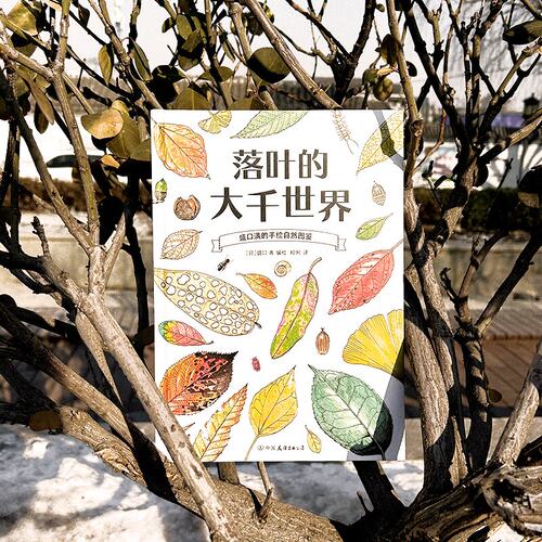 盛口满的手绘自然图鉴：落叶