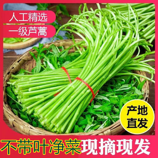 黎蒿菜新鲜去叶净菜现摘当季蔬菜芦蒿农家藜蒿野生泥蒿篱蒿蓠蒿