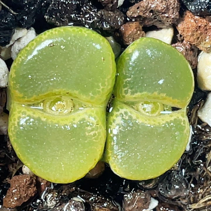 平窗 大窗 大母本风铃玉