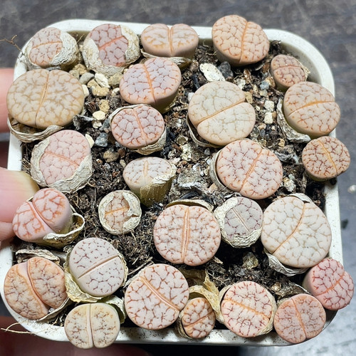 拿铁 和c189荒玉 一盒