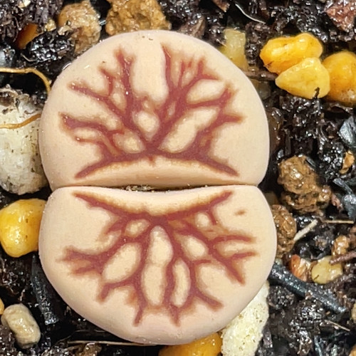 红粗纹浮雕菊