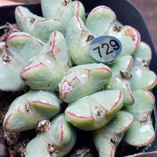 红边红嘴 爱心 少将 中型