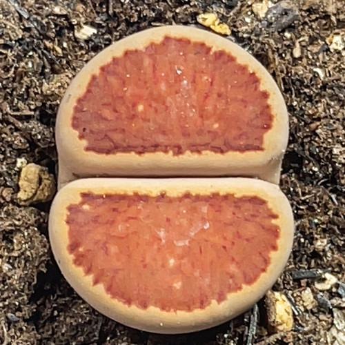 红窗菊饼干