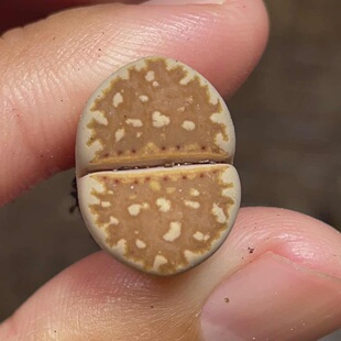 豹纹饼干 1.5厘米