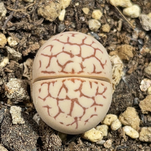 好看的红纹大白
