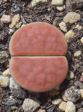 菊红色