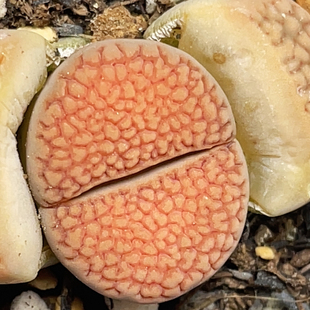 细线红网格巴黎