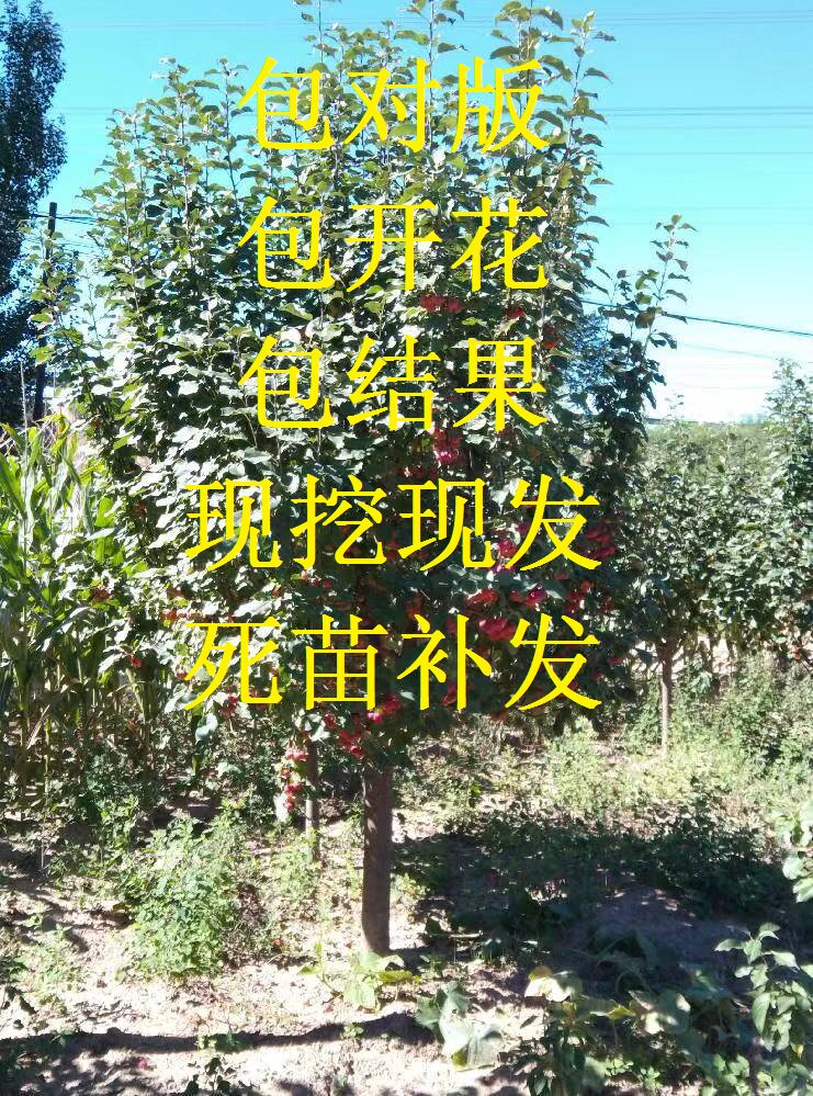 八棱海棠庭院春季好活好吃好看