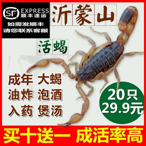 蝎子活体正宗沂蒙野性十足全蝎煲汤油炸泡酒干活蝎子活虫药用打粉