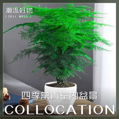 文竹盆栽花卉易活植物室内办公室水培桌面绿植大全苗盆景四季常青