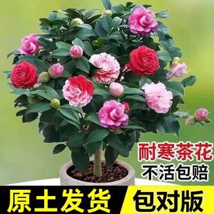 耐寒茶花盆栽四季 山茶花树苗带花苞花苗庭院室内花卉植物开花不断