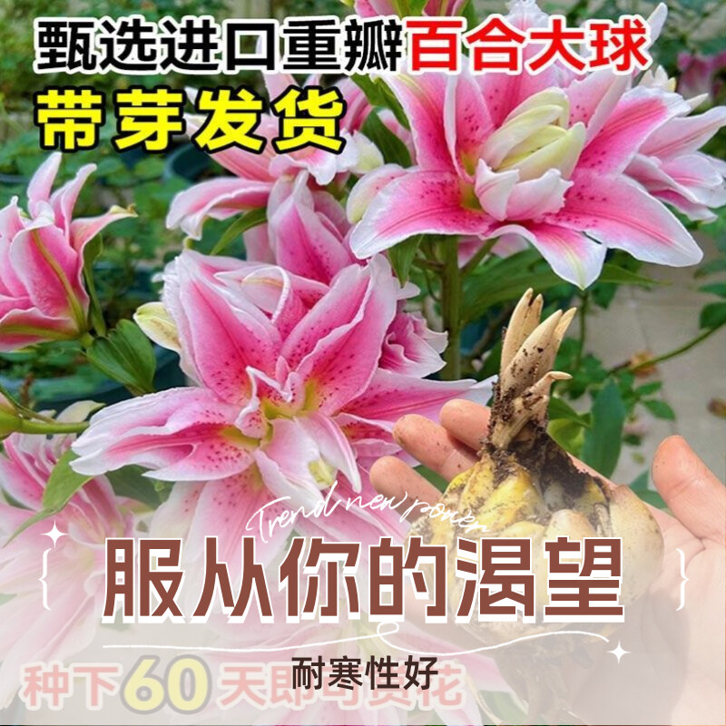 进口香水百合花种球盆栽带花苞精品带芽耐寒绿植室内净化空气植物