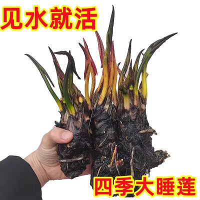 大睡莲根块池塘睡莲花水培植物四季睡莲苗莲花盆栽水养花卉荷花根