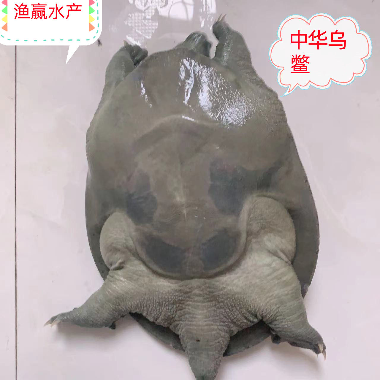 5年老鳖中华鳖乌鳖外塘放养团鱼鲜活食用口感好顺丰送达包邮