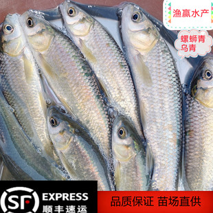 青鱼螺蛳青乌青大个体淡水养殖1-20斤手竿鱼