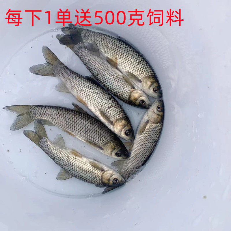 草鱼苗草混淡水鱼生长快食草