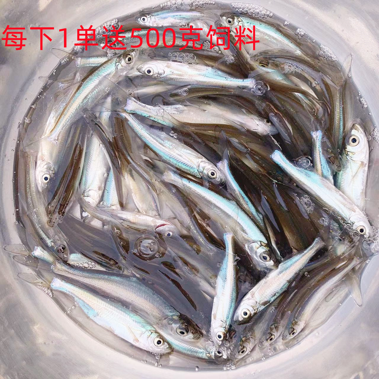 翘嘴鲌白鱼淡水养殖长势快易养活