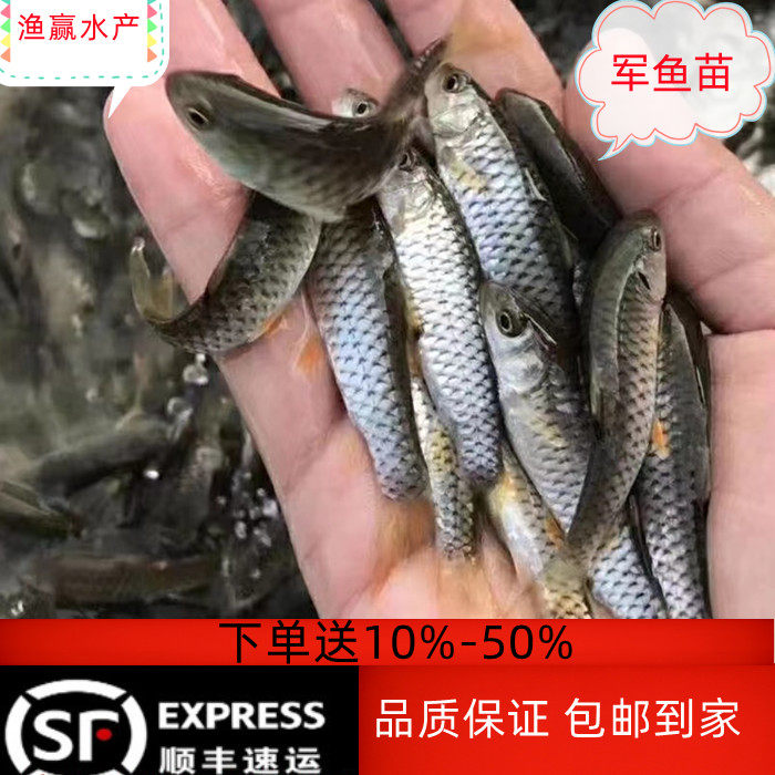 军鱼苗草鱼苗青鱼苗花鲢苗白莲苗鳊鱼苗黄桑鱼苗甲鱼苗翘嘴苗活体