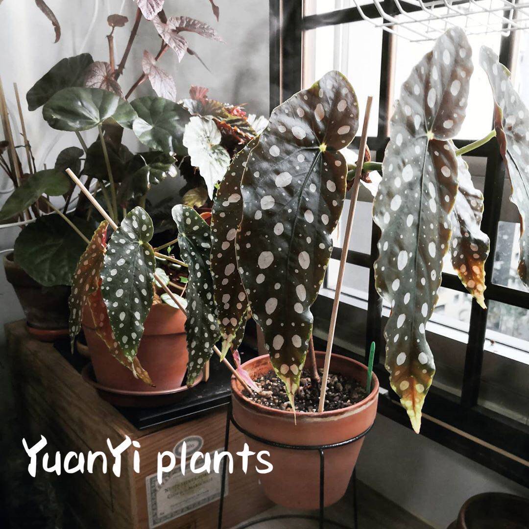 YuanYI植物店/鳟鱼秋海棠 荷兰进口 ins风 网红植物  盆栽观叶在类目 鲜花速递/花卉仿真/绿植园艺, 花卉/绿植盆栽（新）, 绿植中 - 来自Buy2taobao.com提供专业的淘宝代购服务