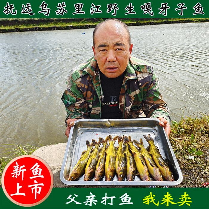 嘎牙子鱼黄颡鱼东北自然生长淡水鱼鱼鲜活速冻新鲜食用昂刺鱼杂鱼