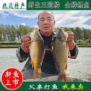 三道鳞鲤鱼全鳞东北黑龙江省特产鲤拐子大鲤子自然生长淡水大鲤鱼