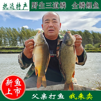 三道鳞全鳞鲤鱼鲤鱼整条