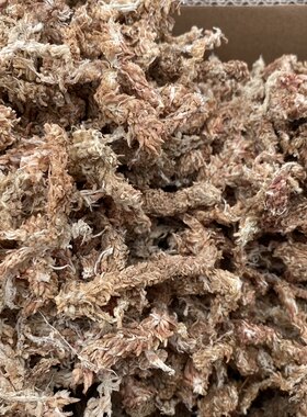 进口水苔（毛毛虫）