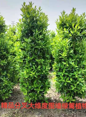 丛生北海道大叶黄杨树苗绿篱冬青工程绿化四季常青不落叶庭院围墙