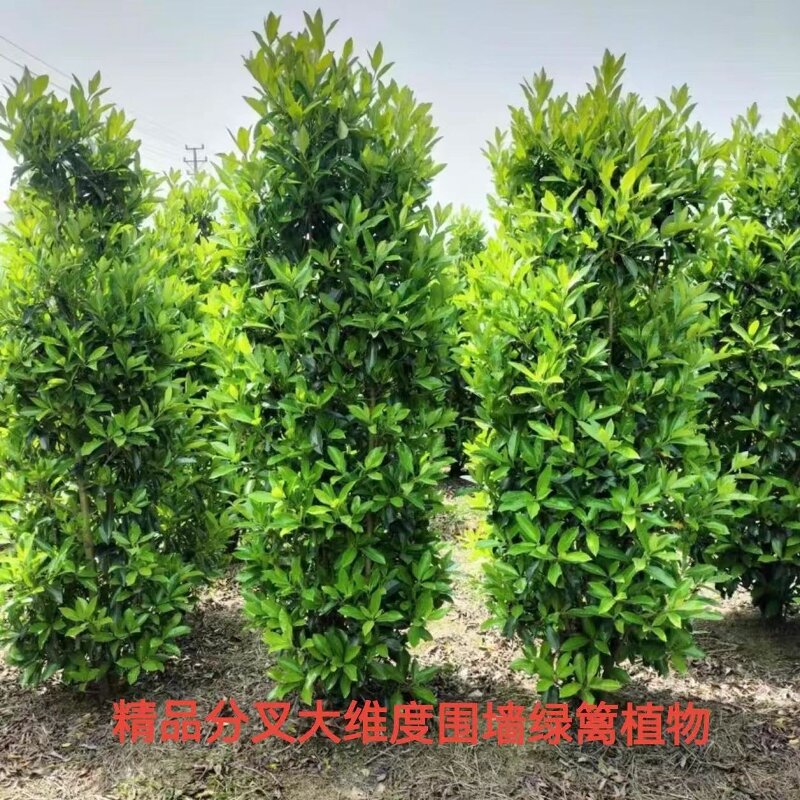 四季长青北海道黄杨分叉多围墙美