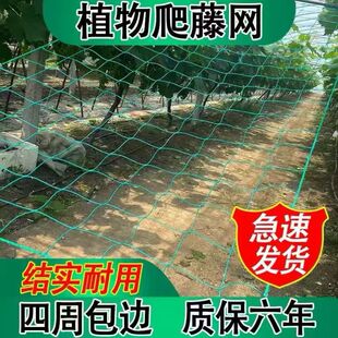 植物爬藤网攀爬网葡萄百香果豇豆角丝瓜网格网架种植网搭架瓜果