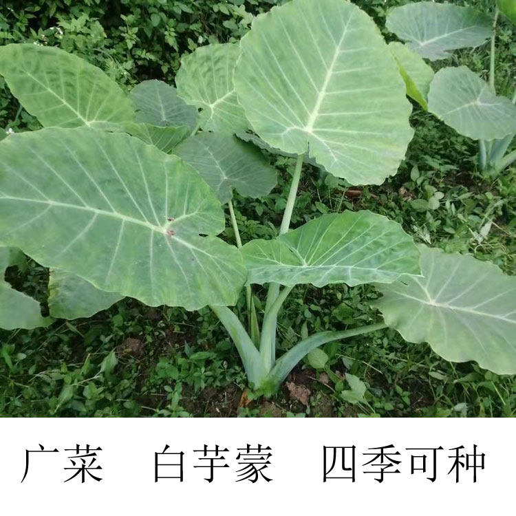 广西白芋蒙 广菜 芋头芋梗 芋荷农家蔬菜专吃梗腌酸炒菜不痒喉咙